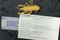 Procambarus dupratzi image
